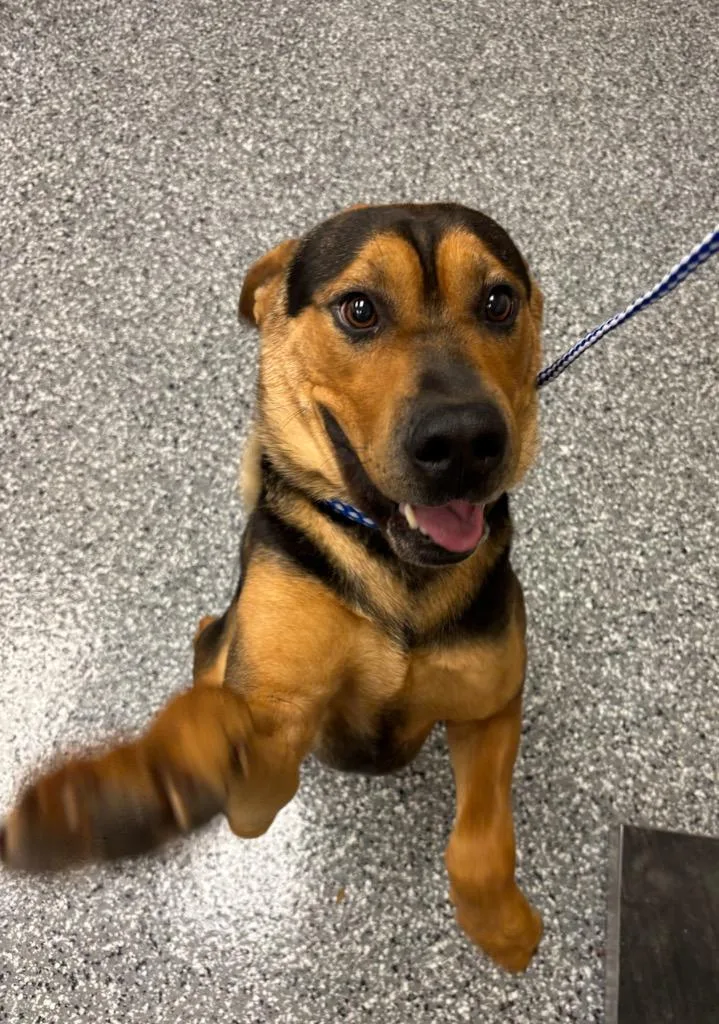 A young large-sized male Mixed Breed dog named Sokka for adoption in Liverpool, NY