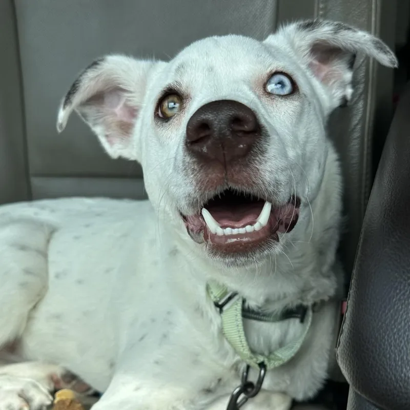 A young small-sized female White / Cream Terrier dog named Speckle Fc A for adoption in Union, MO