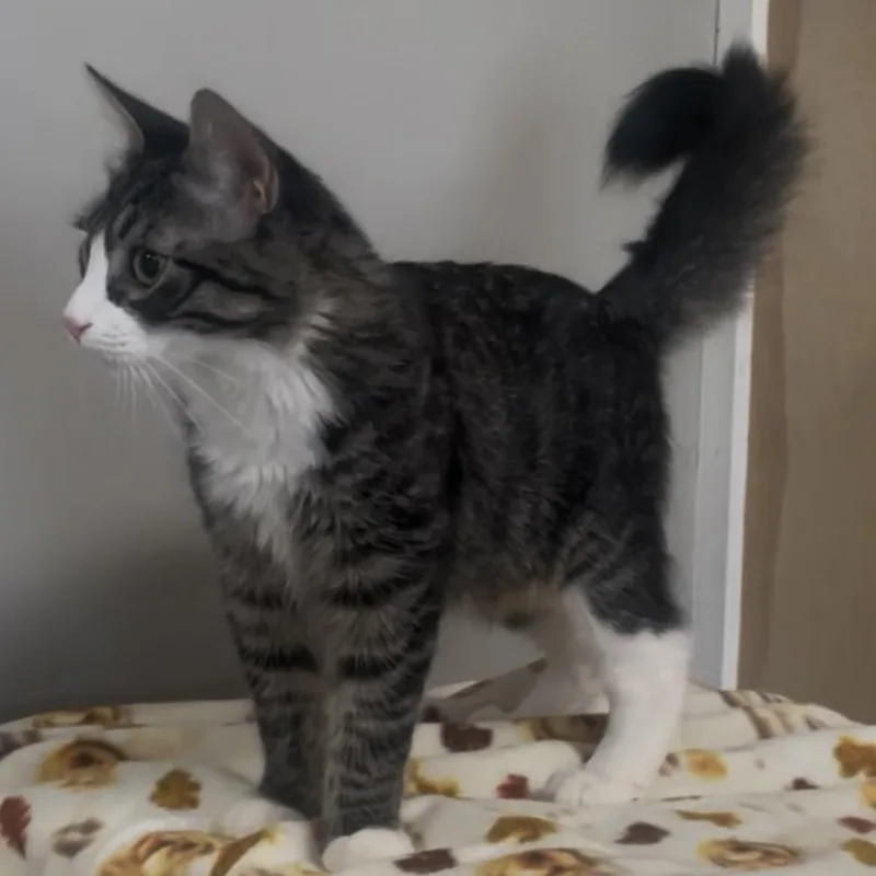 A young medium-sized male Domestic Medium Hair cat named Nino for adoption in Petaluma, CA