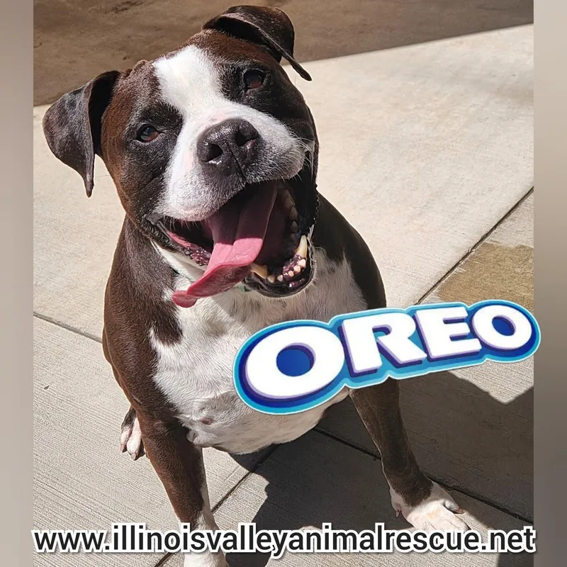 Oreo
