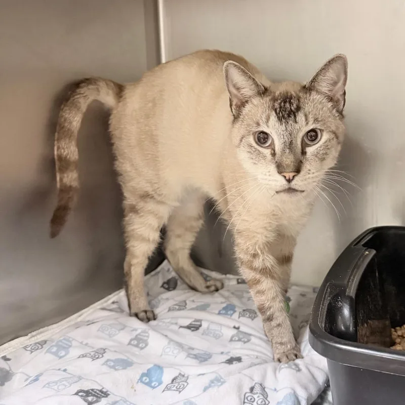 An adult large-sized male Cream / Ivory Siamese cat named English Muffin for adoption in Titusville, FL