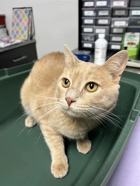 A young small-sized male Tabby (Buff / Tan / Fawn) Domestic Short Hair cat named Buddy A for adoption in San Andreas, CA