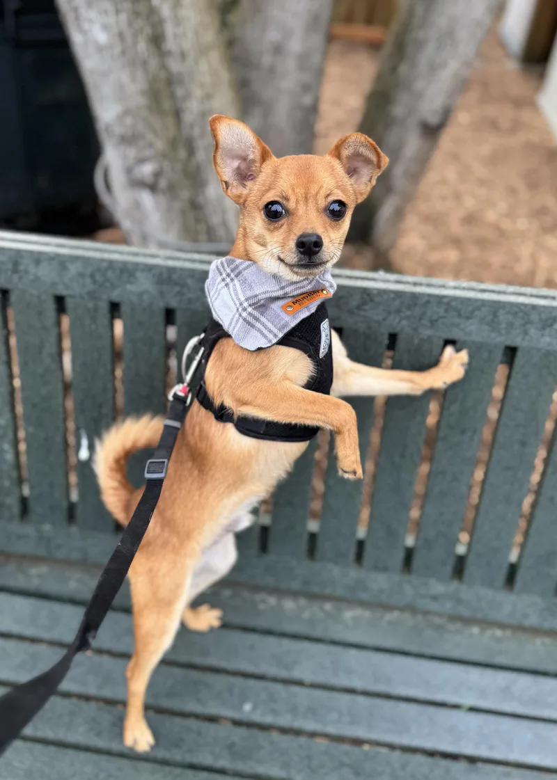 Churro thumbnail 2