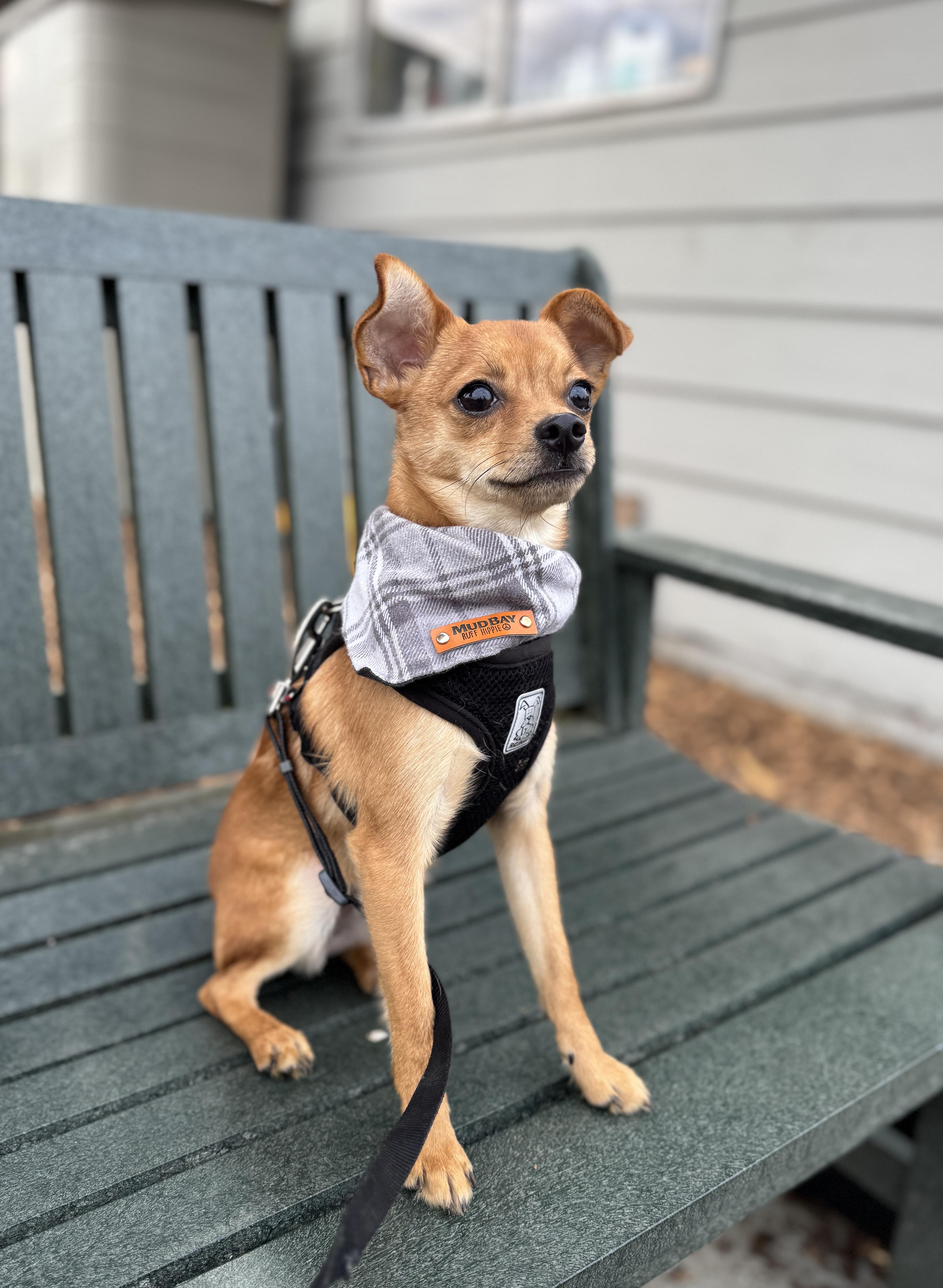 Churro thumbnail 3