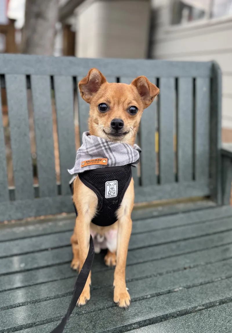 Churro thumbnail 4