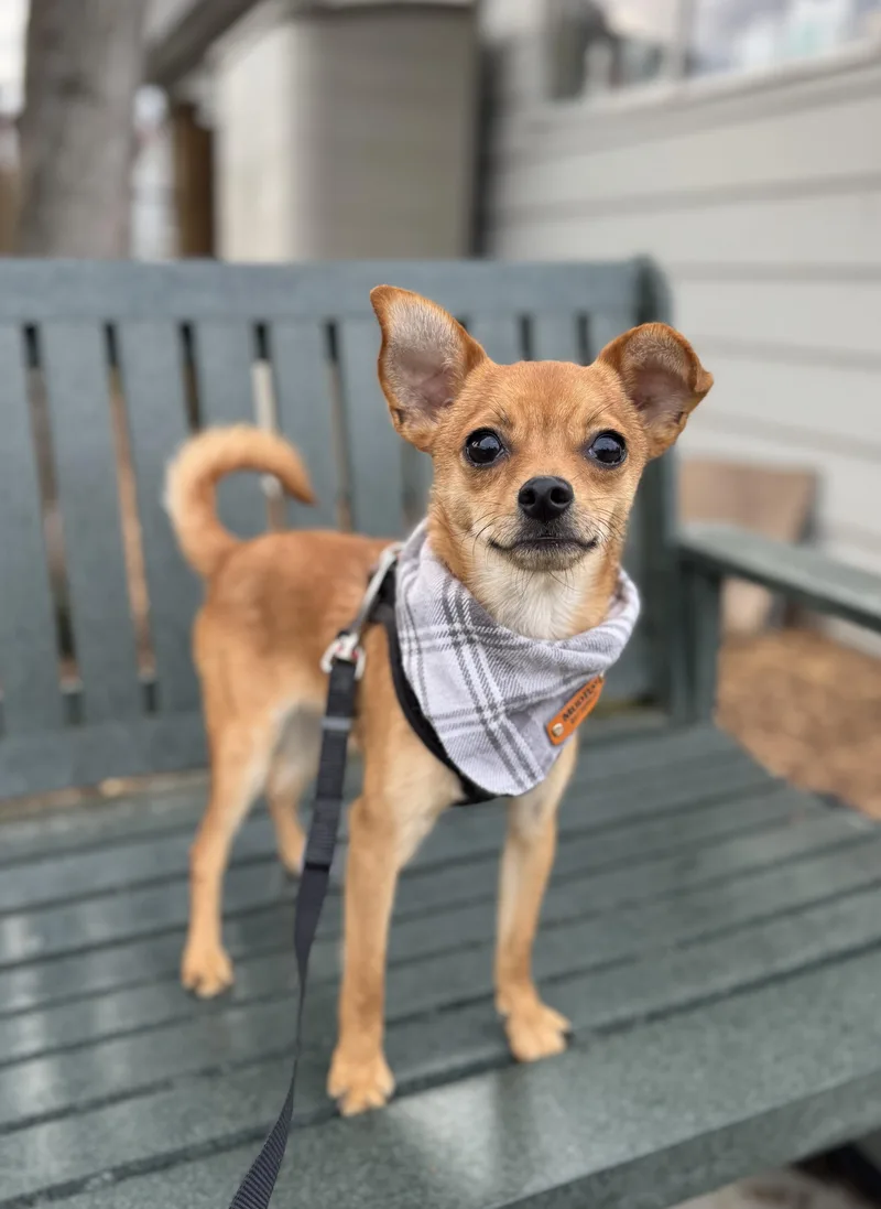 Churro thumbnail 5