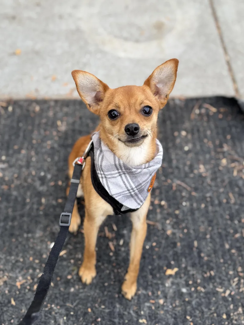 Churro thumbnail 6
