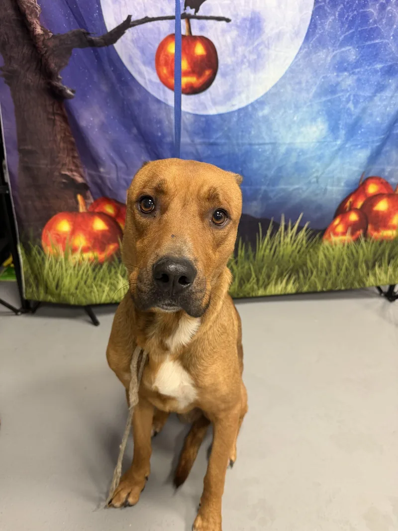 A young medium-sized male Golden Labrador Retriever dog named AC "Jamie" for adoption in Conyers, GA