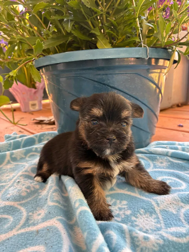 A baby small-sized female Terrier dog named Hera Apr for adoption in Pacolet, SC