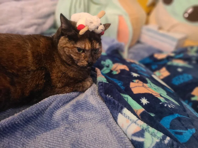 Nova   Offered thumbnail 2