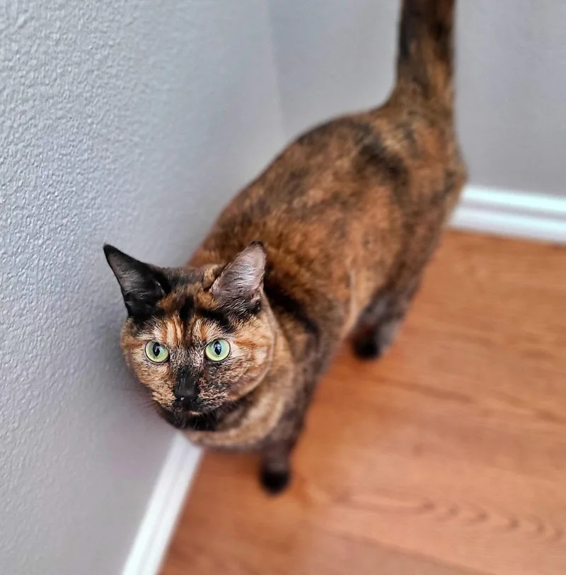 Nova   Offered thumbnail 3