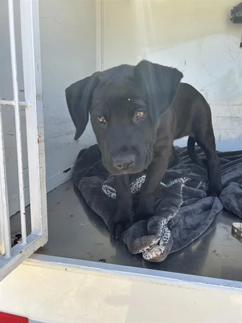 A baby small-sized female Pit Bull Terrier dog named Lena for adoption in Martinez, CA