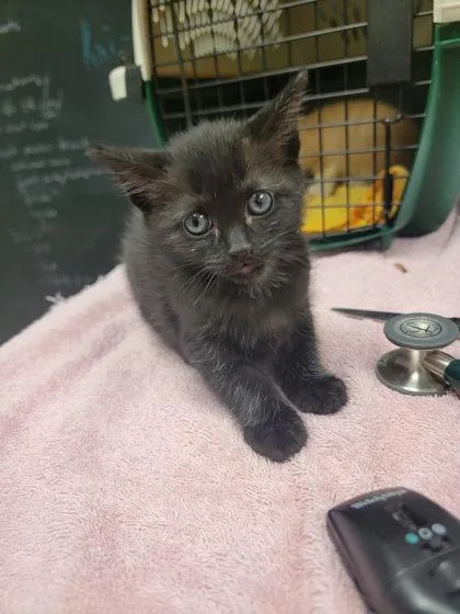 A baby small-sized male Black Domestic Short Hair cat named Lucky Charms for adoption in Harbor Springs, MI