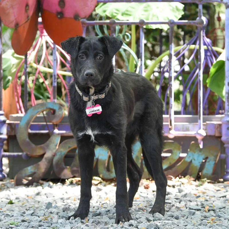 A young medium-sized female Black Labrador Retriever dog named Lorraine for adoption in Wake Forest, NC
