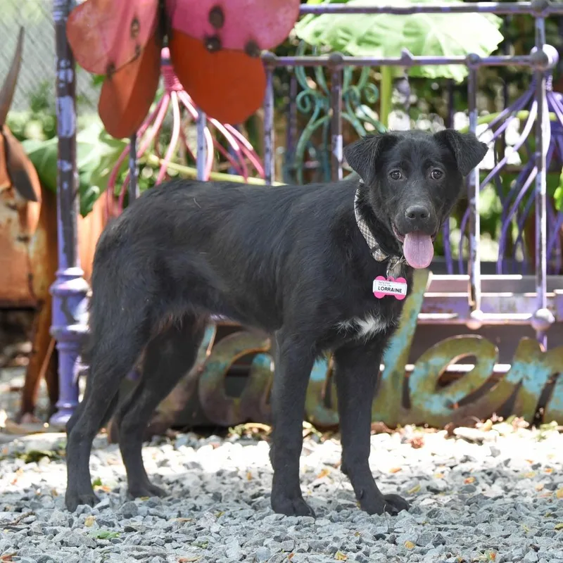 Lorraine thumbnail 2