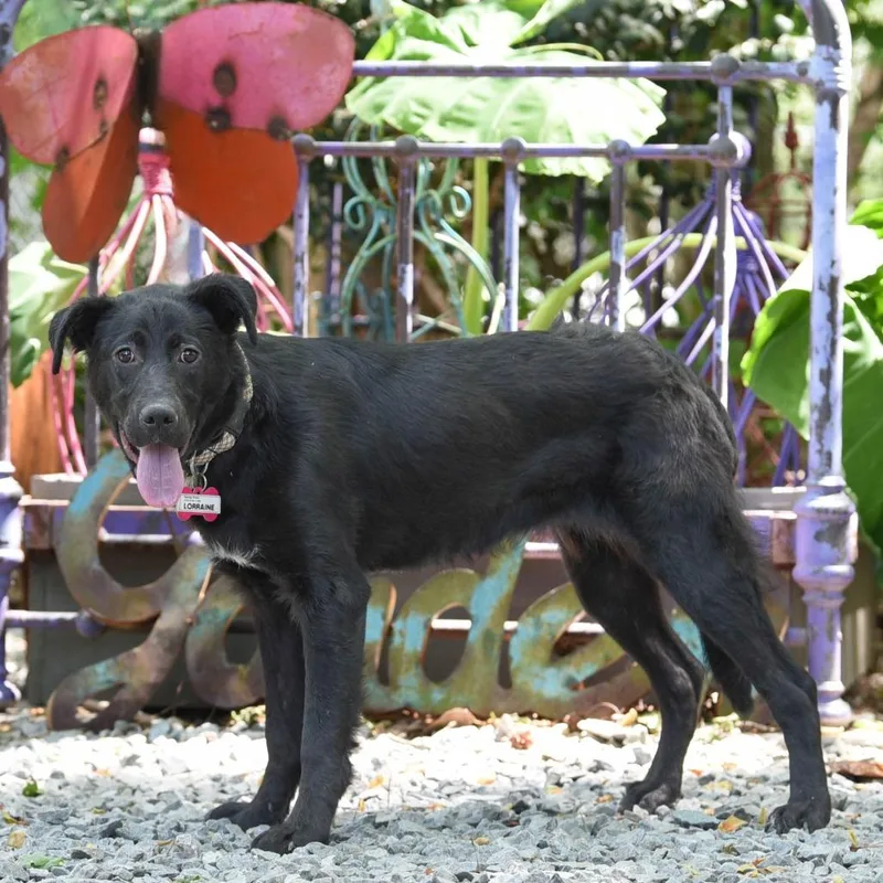 Lorraine thumbnail 3