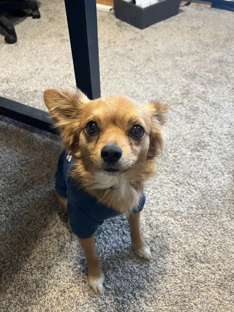 An adult small-sized male Chihuahua dog named Flynn for adoption in Bangs, TX