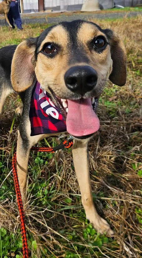 A young medium-sized female Bicolor Mountain Cur dog named Skye for adoption in Chicopee, MA