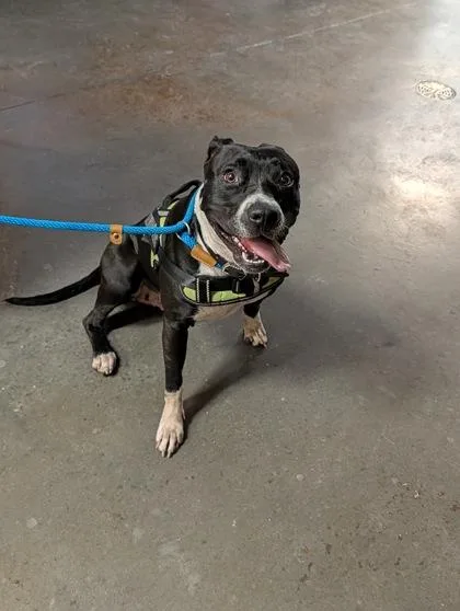 An adult medium-sized female Pit Bull Terrier dog named Dottie for adoption in Independence, MO