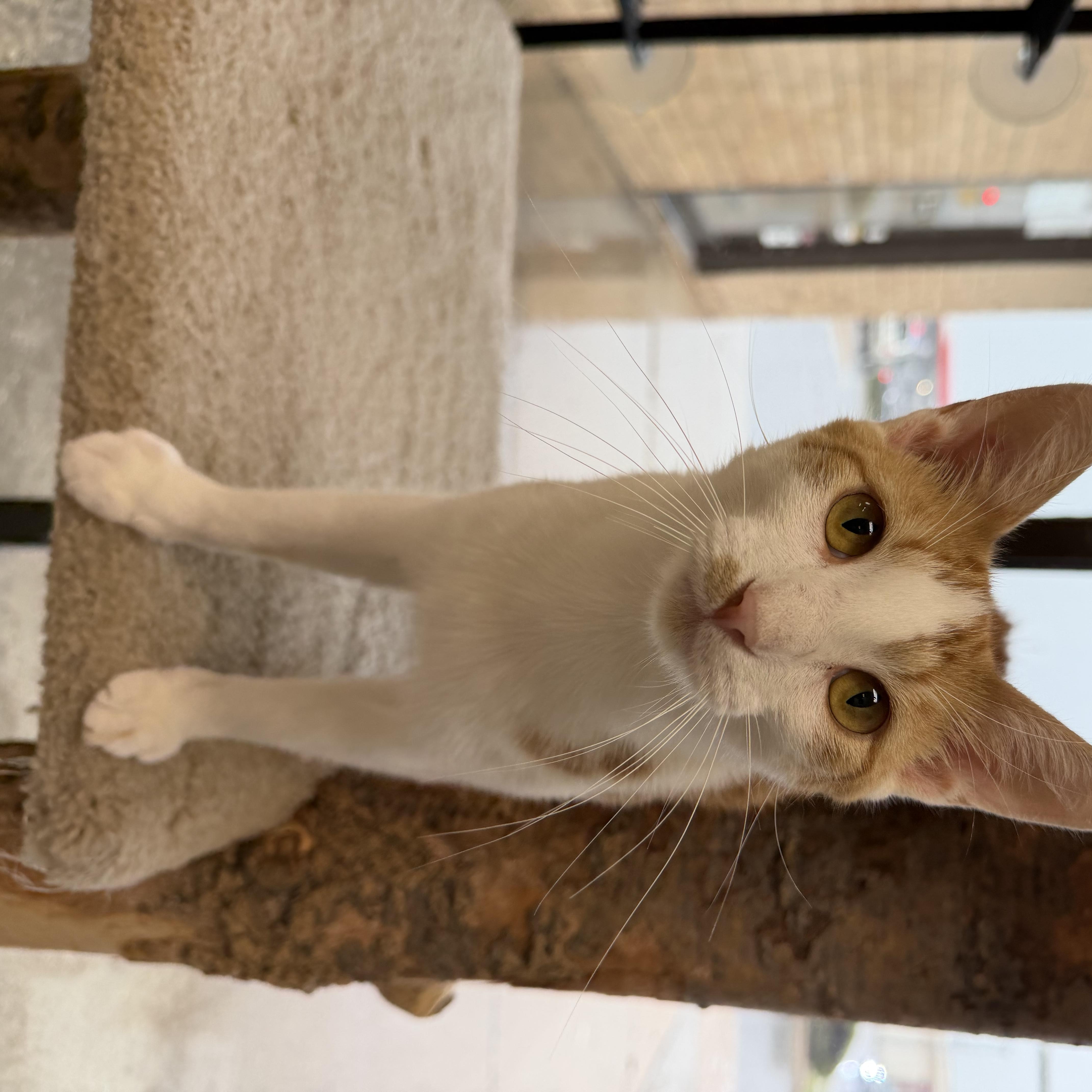 An adult medium-sized male Orange & White Domestic Short Hair cat named Lego Star Wars Luke for adoption in Madison, WI
