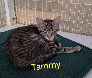 A young medium-sized female Domestic Short Hair cat named Tammy for adoption in Williamsburg, IA