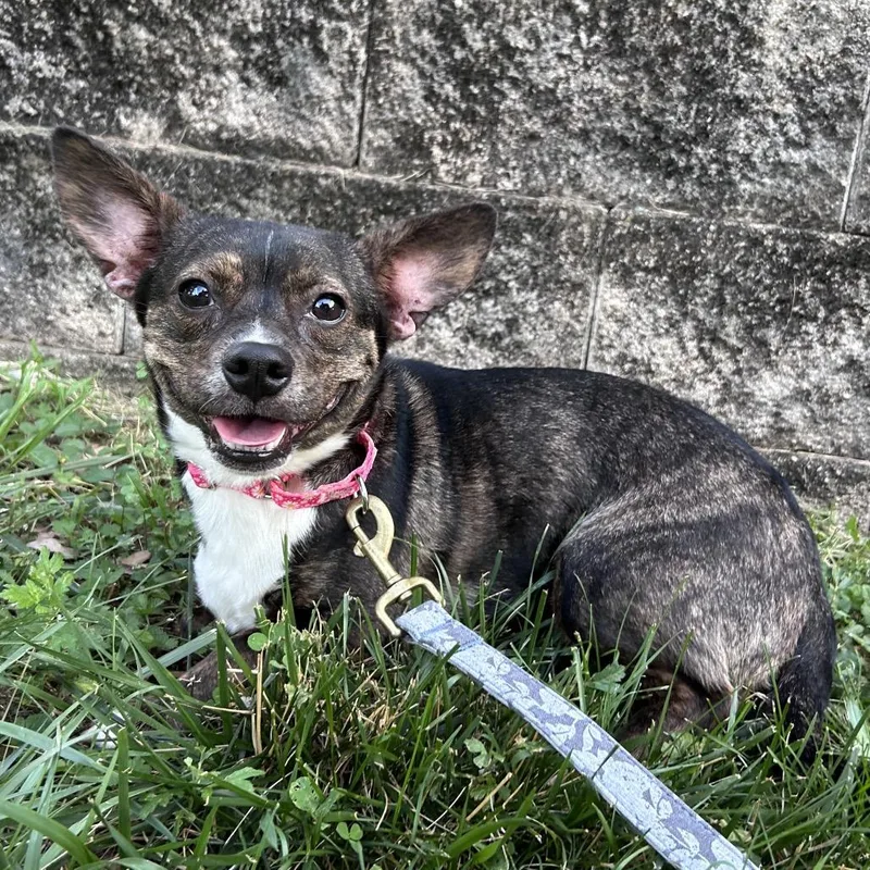 An adult small-sized female Brindle Mixed Breed dog named Dot Matrix for adoption in Fredericksburg, VA