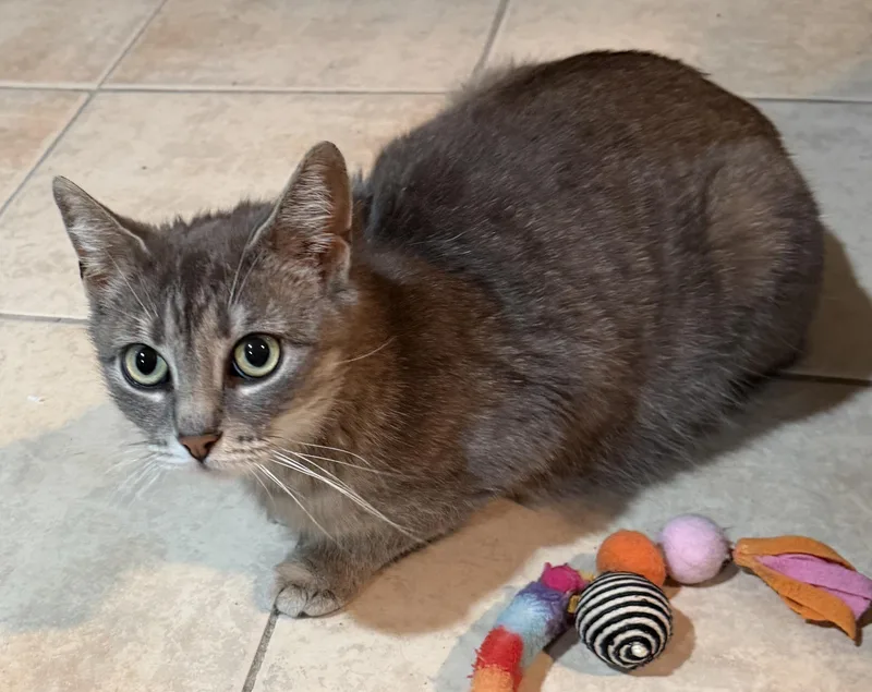 An adult medium-sized female Tabby (Gray / Blue / Silver) Domestic Short Hair cat named Opal for adoption in East Hanover, NJ