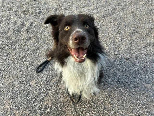 Koda