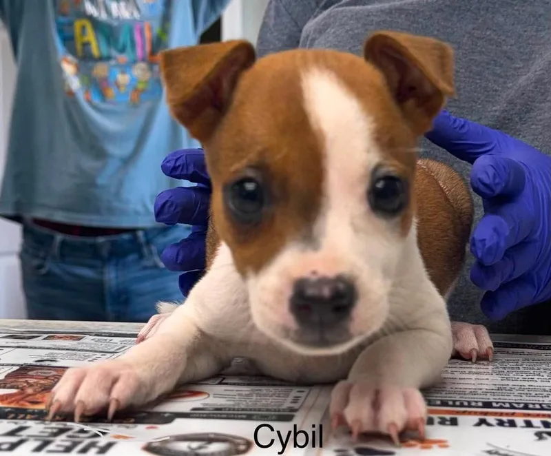 Cybil