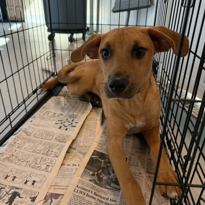 A young medium-sized male Yellow / Tan / Blond / Fawn Mixed Breed dog named Gasoline for adoption in Huntington, WV