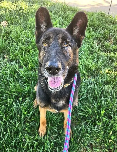 An adult large-sized male German Shepherd Dog dog named Markus for adoption in Sacramento, CA