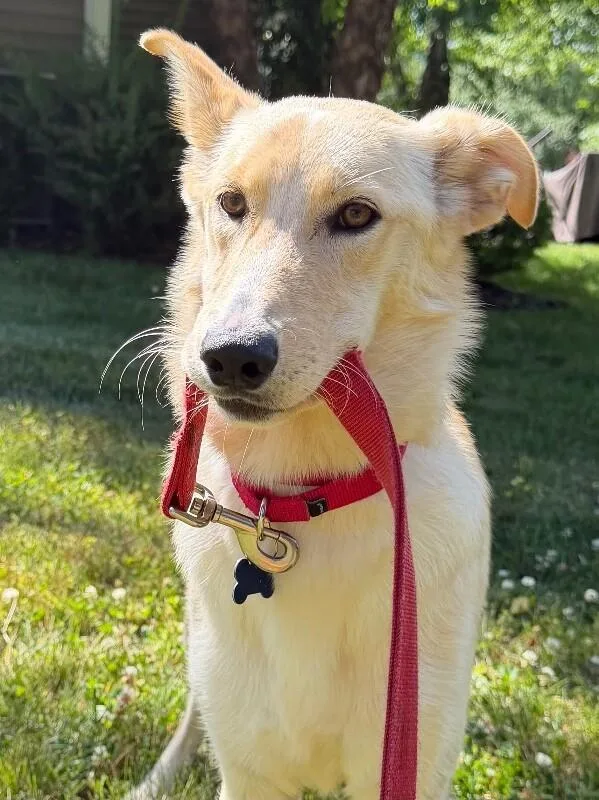 A young medium-sized female Yellow / Tan / Blond / Fawn Shepherd dog named Biscuits for adoption in Aiken, SC
