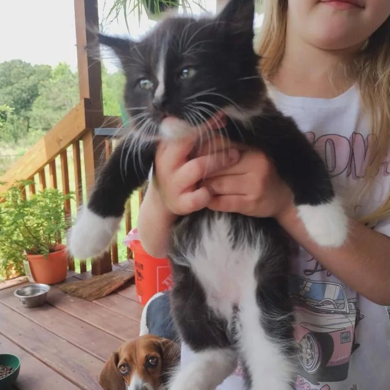 A baby small-sized male Black Domestic Long Hair cat named Scruffy for adoption in Wadena, MN