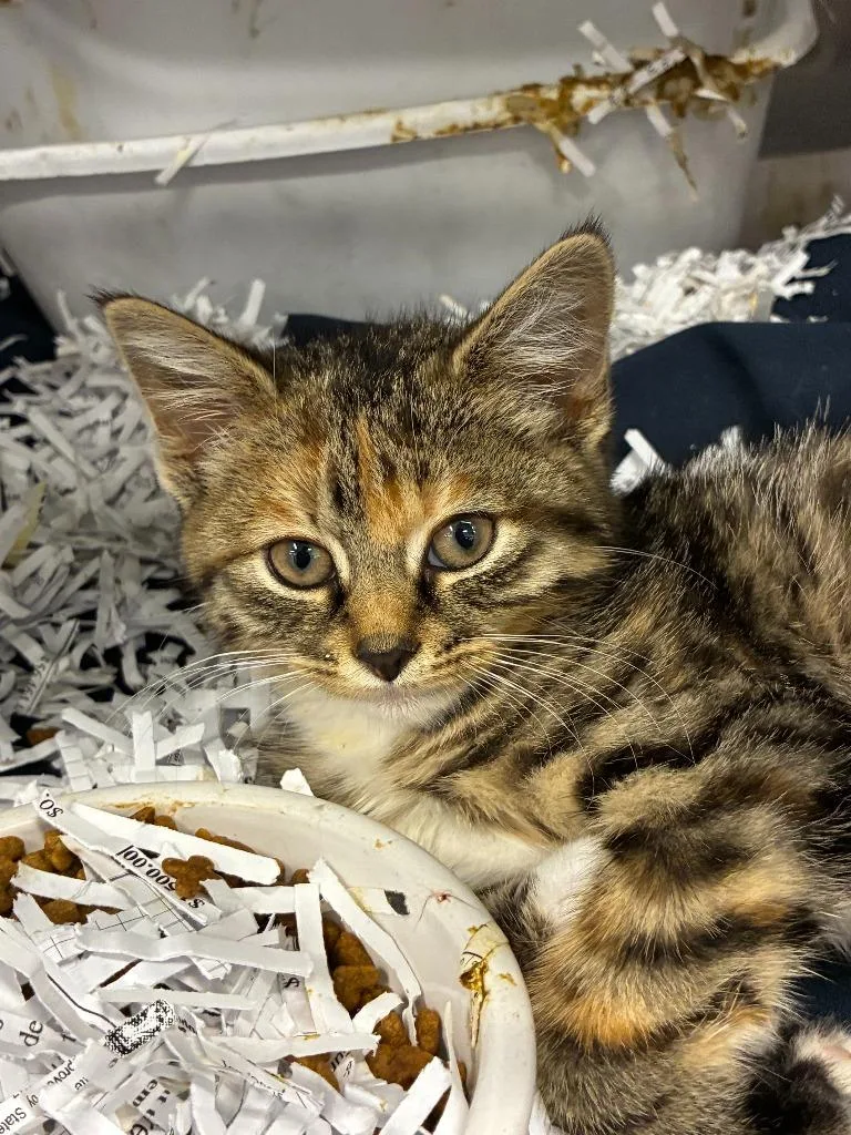 A baby medium-sized female Domestic Short Hair cat named Twix for adoption in Portland, IN