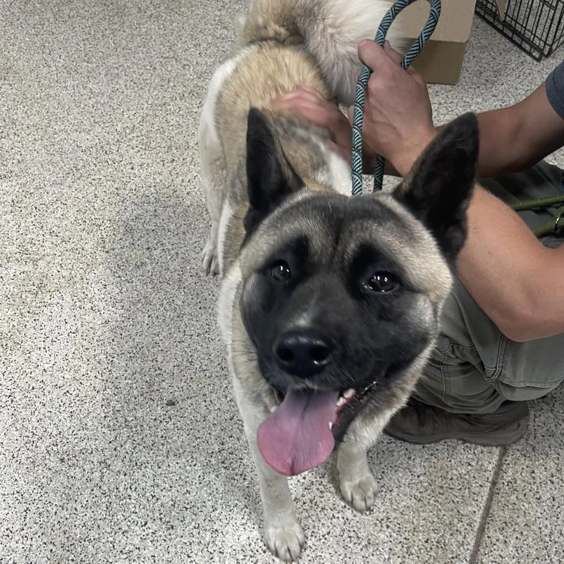 An adult medium-sized male White / Cream Akita dog named Akira Butler Campus for adoption in Flagstaff, AZ