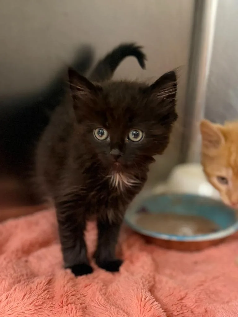 A baby small-sized female Domestic Medium Hair cat named Aquarius for adoption in Carthage, MO