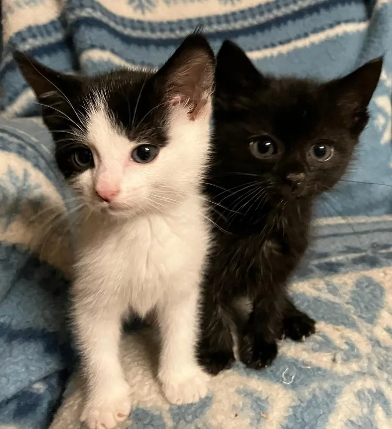 A baby medium-sized female White Domestic Short Hair cat named Shiloh for adoption in Wayne, NJ
