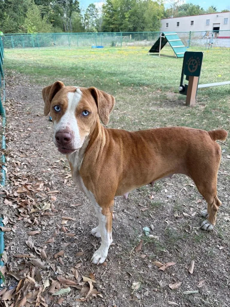 An adult medium-sized female Hound dog named Charlie for adoption in Little Rock, AR