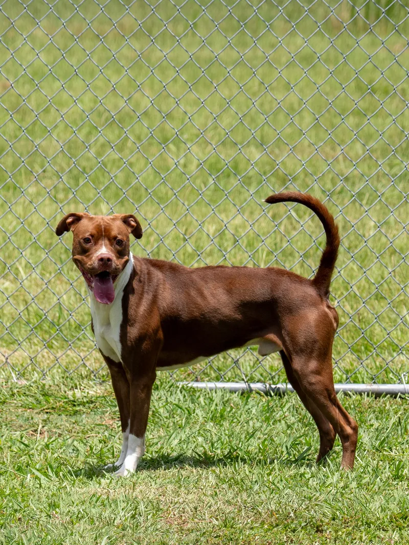 An adult medium-sized male Brown / Chocolate Mixed Breed dog named Sam for adoption in Myrtle Beach, SC