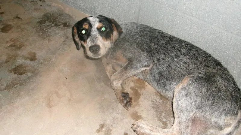 A young medium-sized female Shepherd dog named Shy Girl for adoption in Winslow, AZ