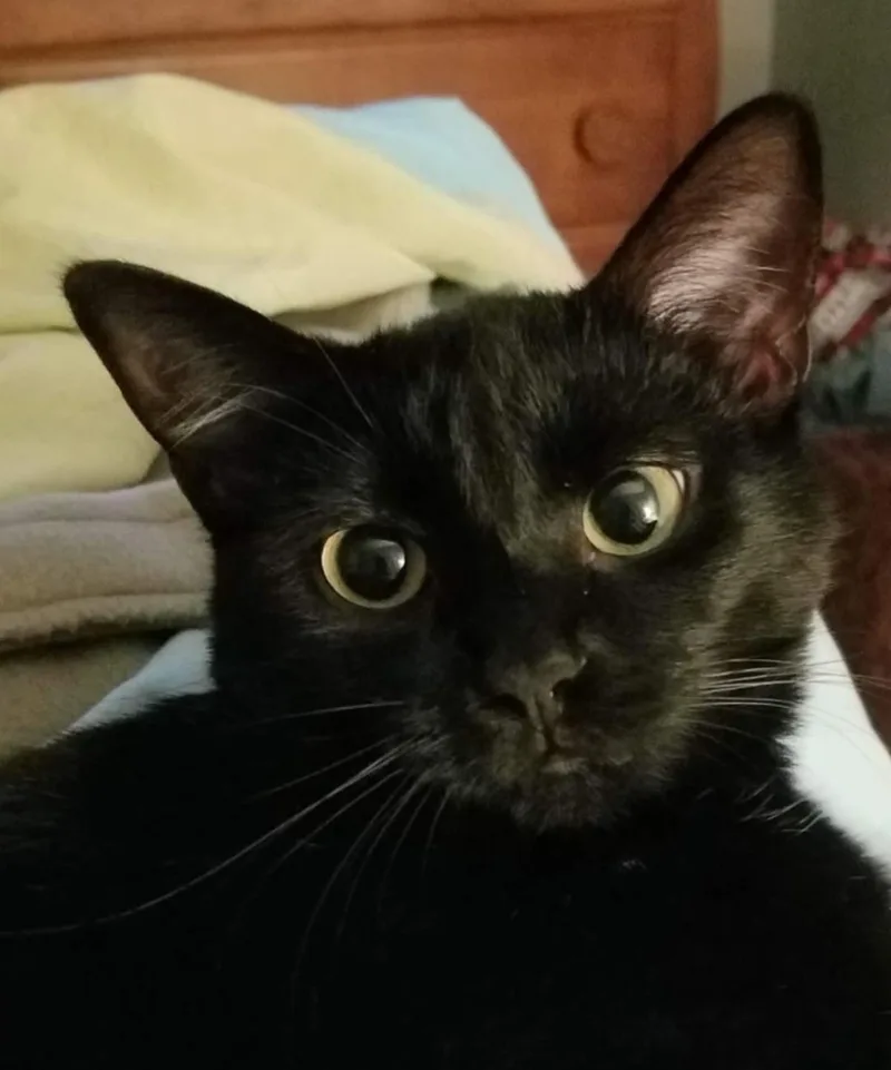 An adult large-sized female Domestic Short Hair cat named Gypsy for adoption in Centerville, GA
