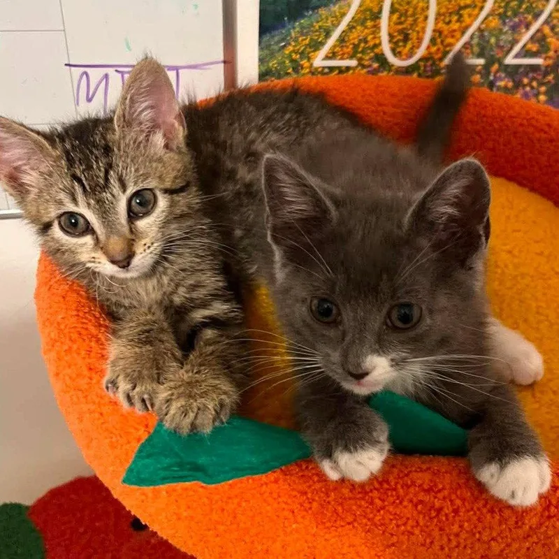 A baby medium-sized male Domestic Short Hair cat named Rigatoni for adoption in Alpharetta, GA