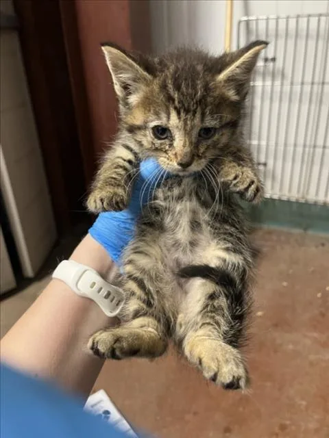 A baby small-sized male Brown / Chocolate Domestic Short Hair cat named Clove for adoption in Woodland, CA