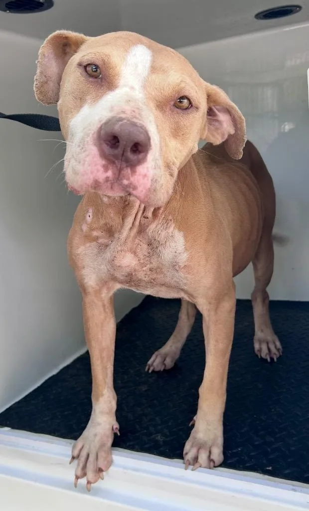 A young medium-sized female American Bulldog dog named Lucy B for adoption in Albany, GA