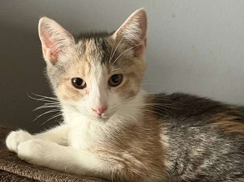A baby medium-sized female Calico cat named Meera for adoption in Honeoye, NY