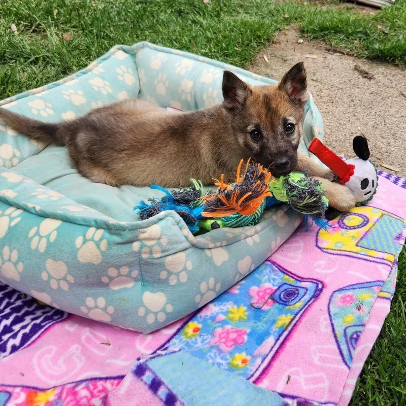 A baby small-sized female Black Shepherd dog named Tamera for adoption in Buffalo, MN