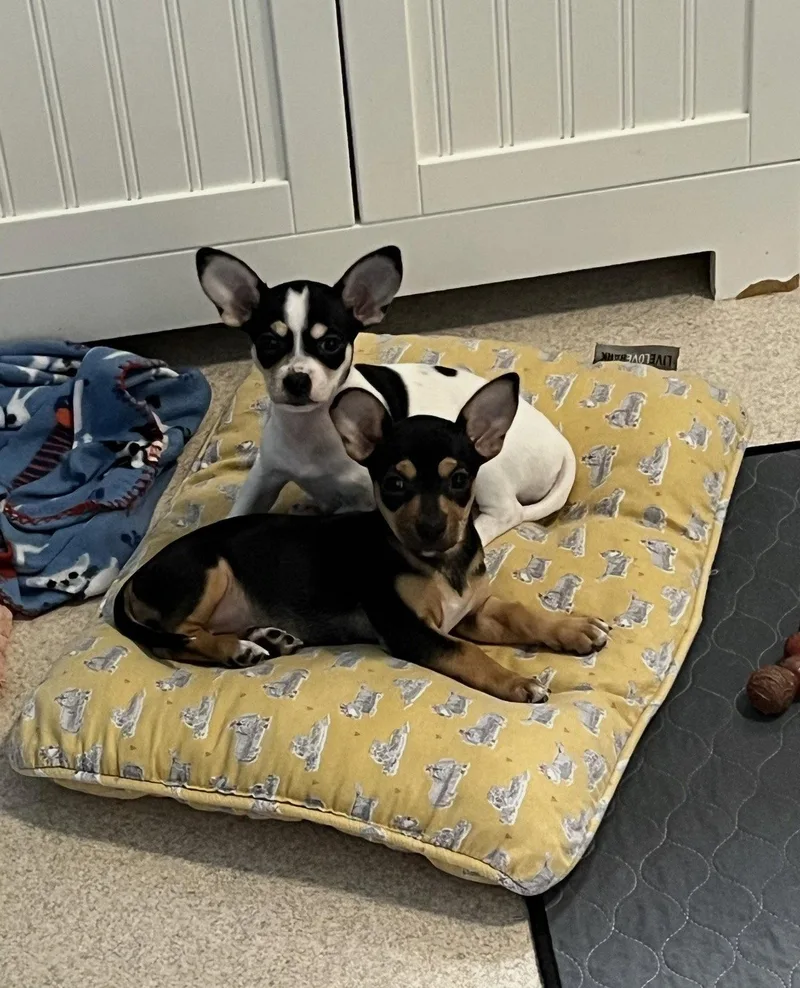 A young medium-sized female Chihuahua dog named Ellie and Chloe for adoption in Union Beach, NJ