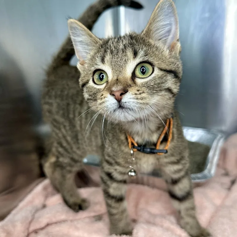 A baby small-sized female Brown / Chocolate Domestic Medium Hair cat named Crypt for adoption in Matteson, IL