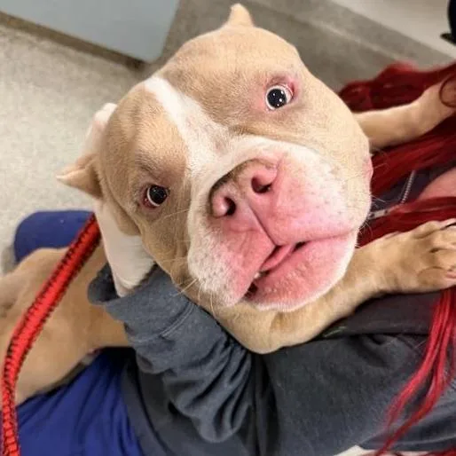 A young medium-sized male Yellow / Tan / Blond / Fawn Mixed Breed dog named Porkchop for adoption in Jacksonville, FL