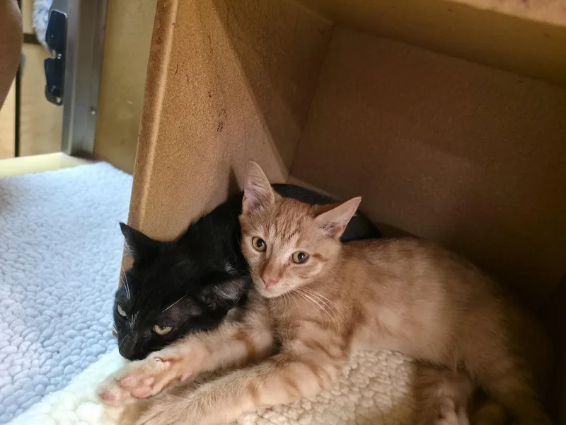 A baby medium-sized male Orange / Red Domestic Short Hair cat named Langston for adoption in Greenville, DE